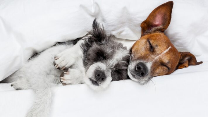 快適に眠る犬