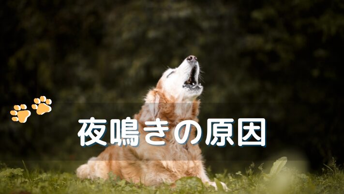夜鳴きの原因