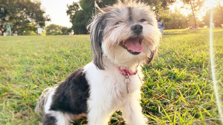 笑顔の犬